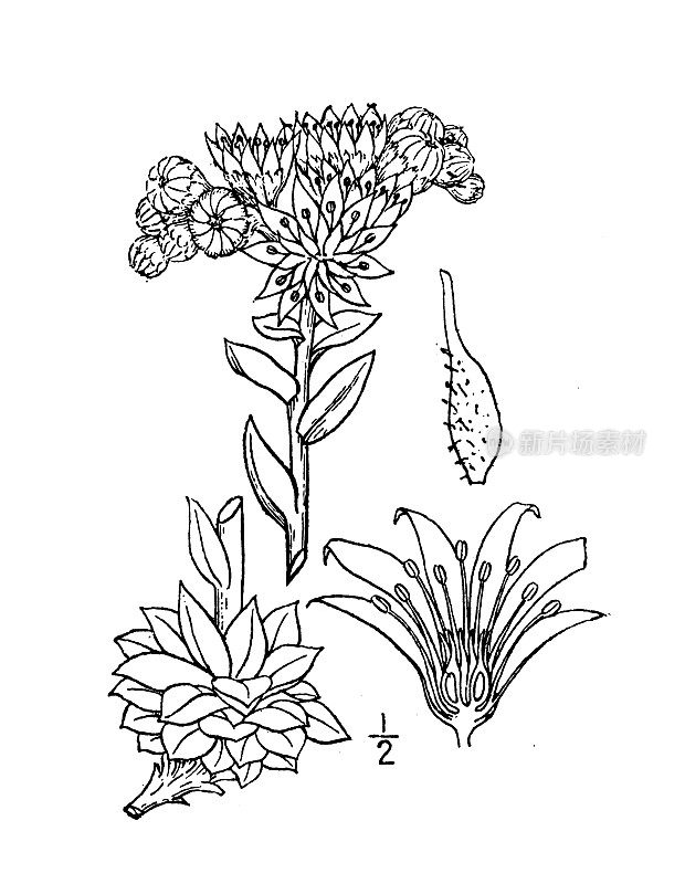 古植物学植物插图:Sempervivum tectorum, Houseleek